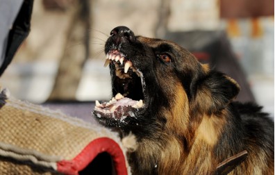 ਮਹਿਲਾ ਬੀ. ਐਲ. ਓ. ਨੂੰ ਕੁੱਤੇ ਵਲੋਂ ਵੱਢਣ ਕਾਰਨ ਹਸਪਤਾਲ ਦਾਖਲ